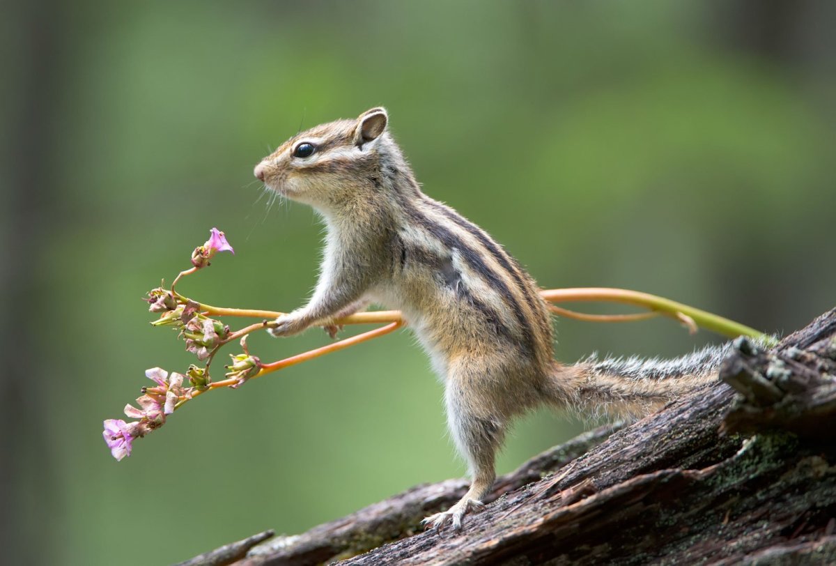 Бурундук Байкальский заповедник
