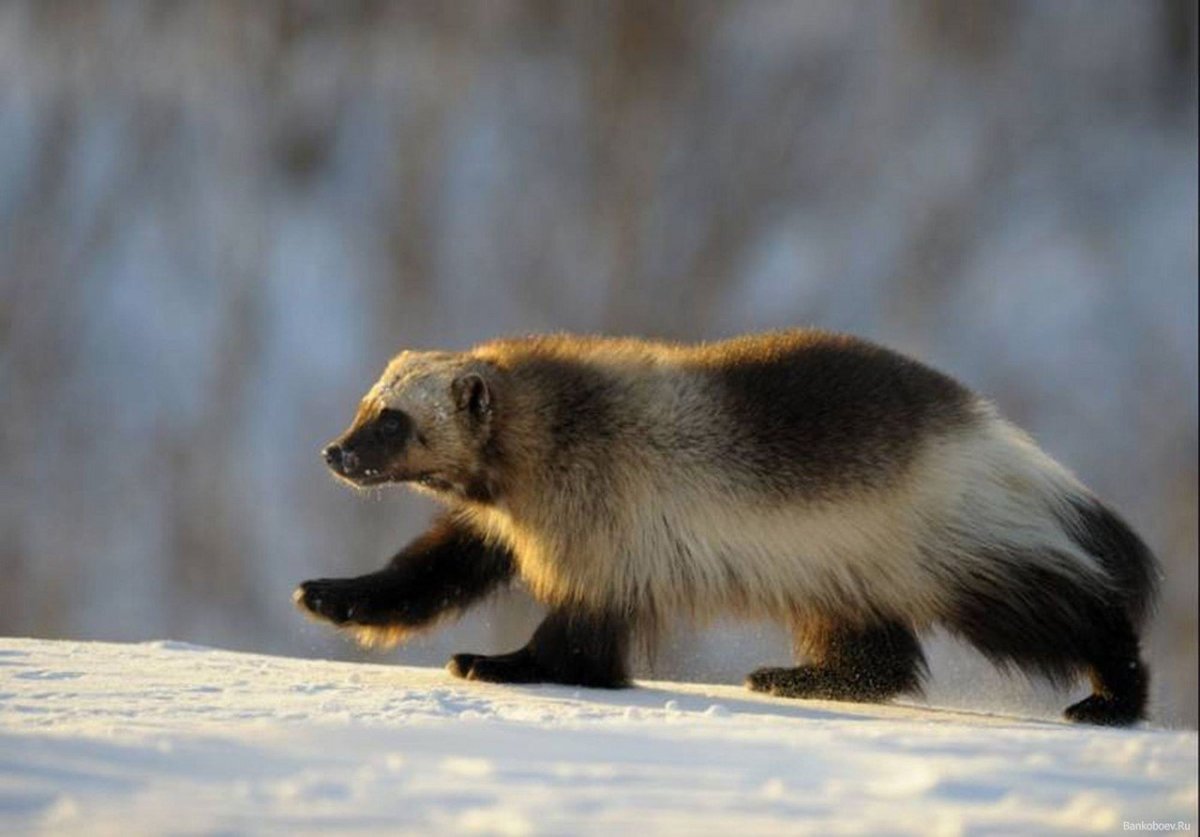 Баргузинский заповедник Росомаха