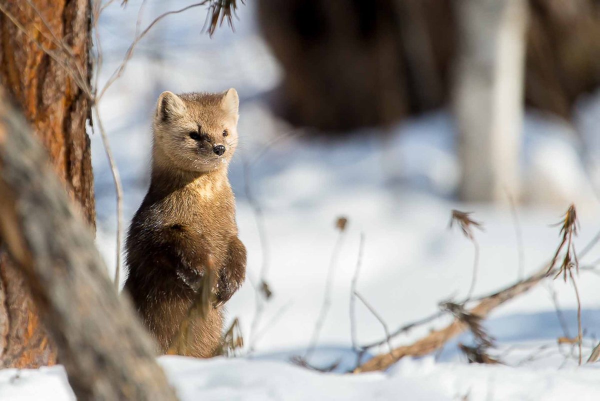 Баргузинский Соболь
