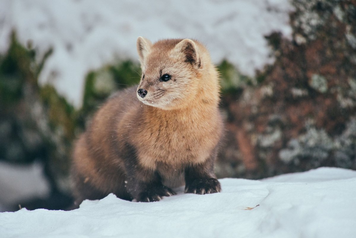 Соболь Баргузин животное