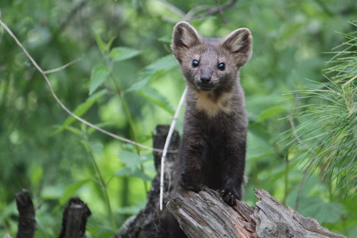 Байкальский заповедник Баргузинский Соболь