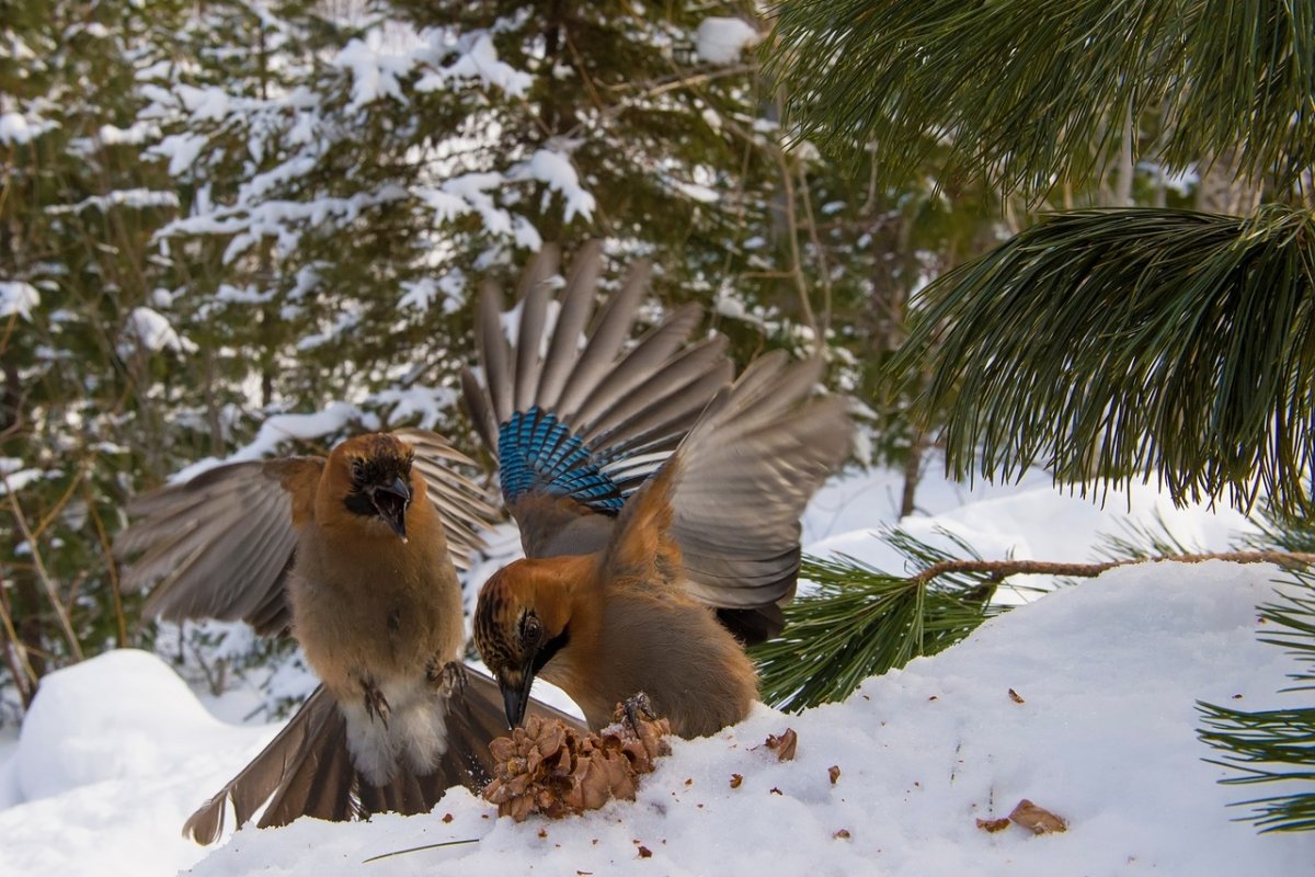 Птицы заповедников России