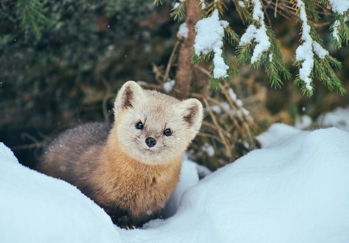 Кроноцкий заповедник Соболь