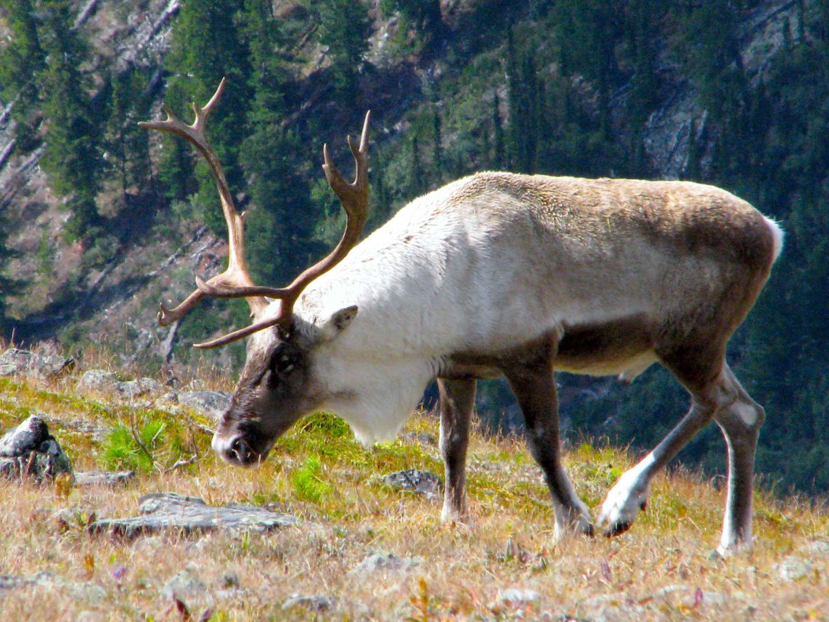 Баргузинский заповедник Северный олень