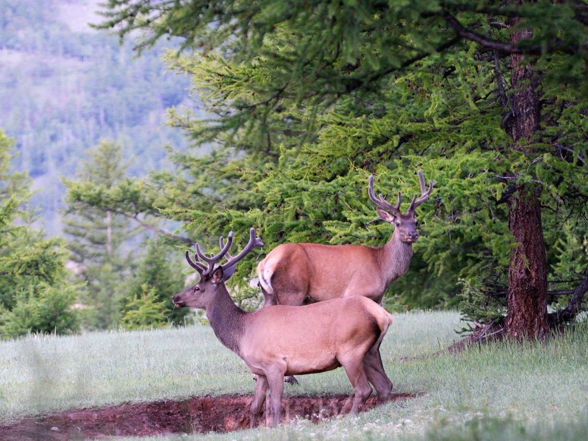 Байкало-Ленский заповедник
