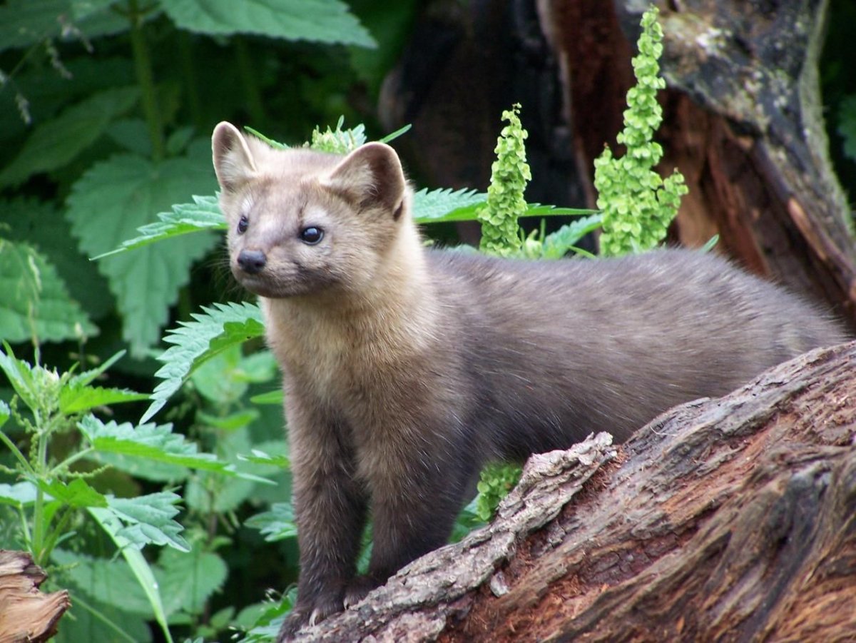 Соболь - martes zibellina