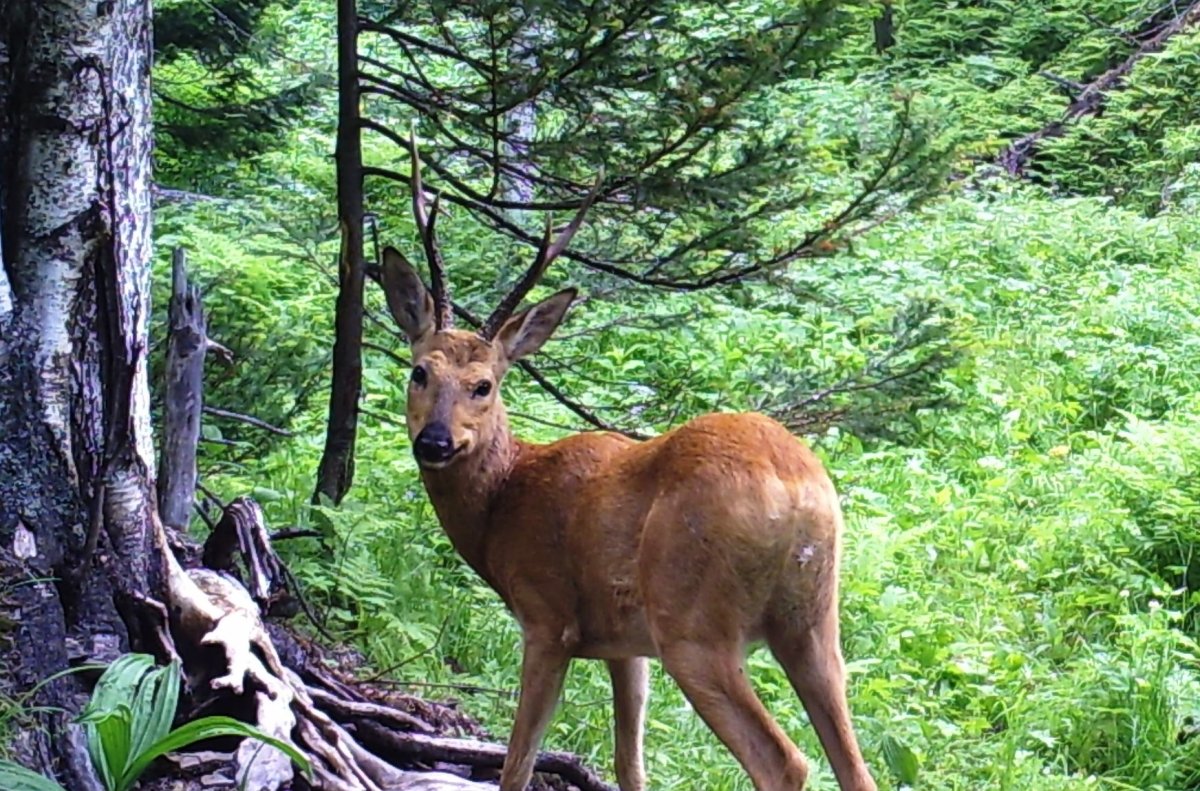 Косуля на Байкале