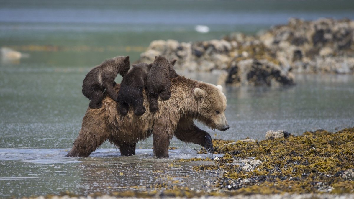 Бурый медведь Байкальский заповедник