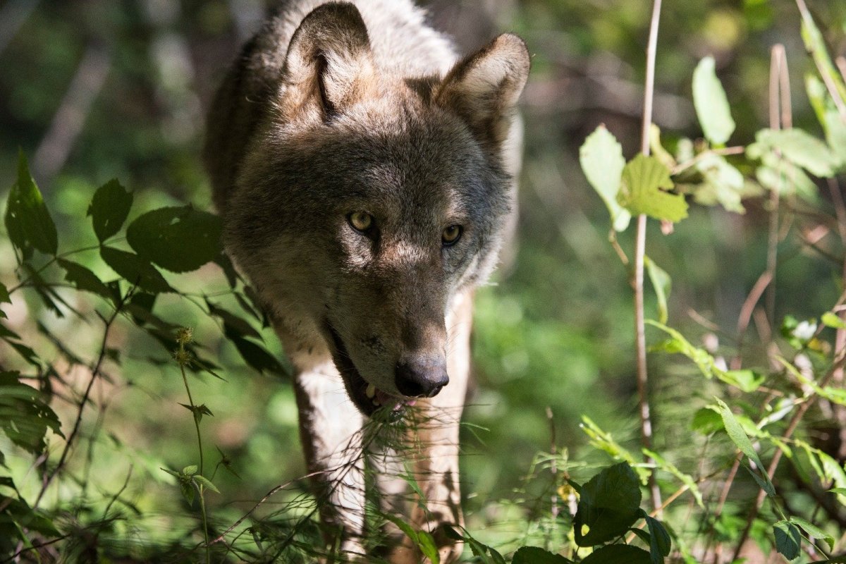 Байкало-Ленский заповедник волки