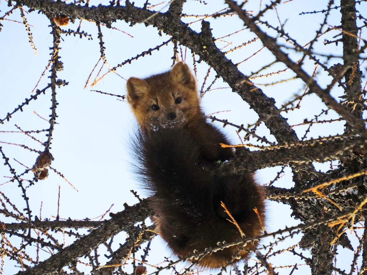Баргузинский Соболь Байкала