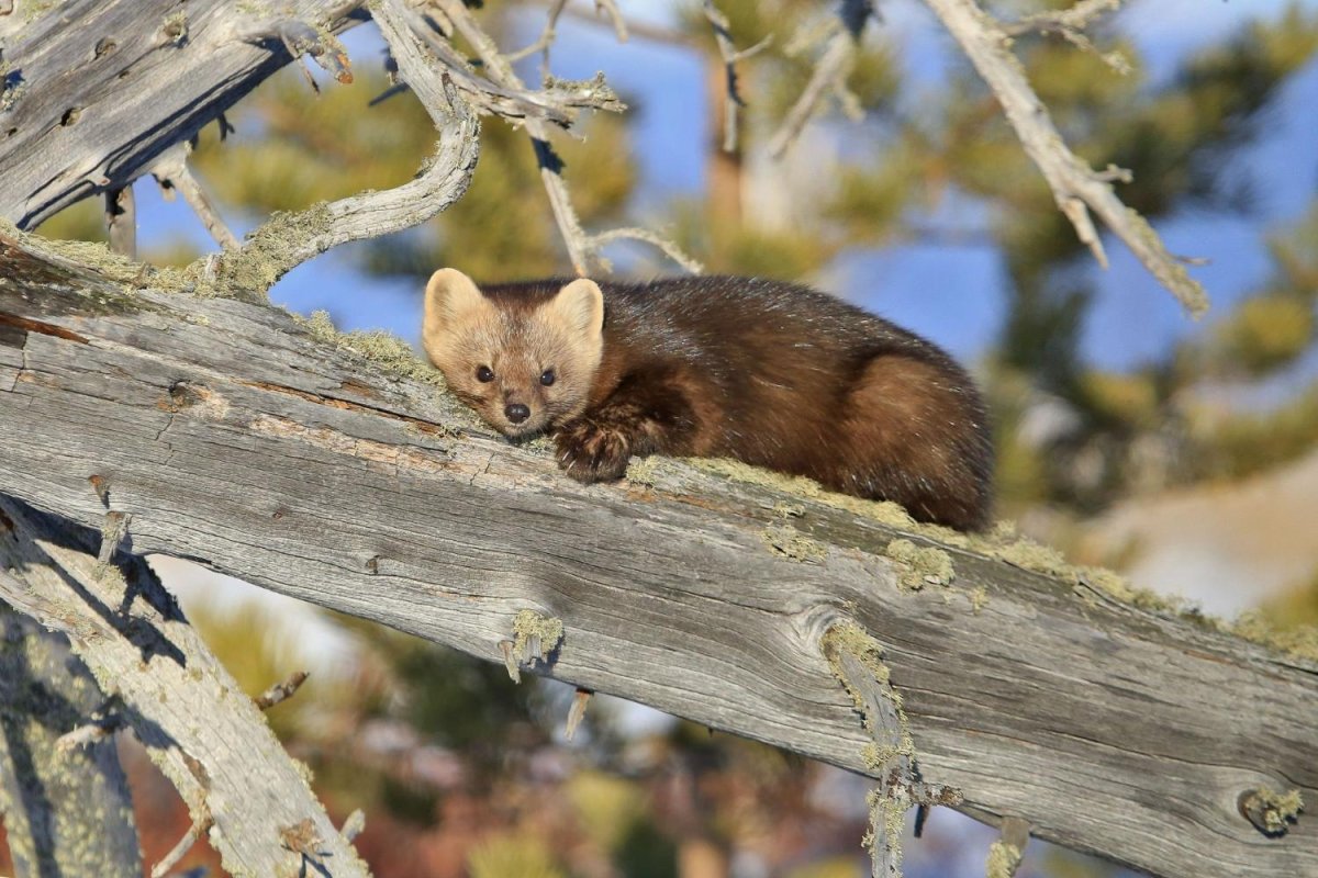 Баргузинский Соболь Байкала
