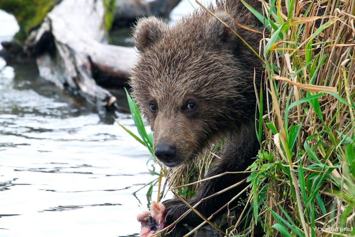 Байкальский заповедник фауна