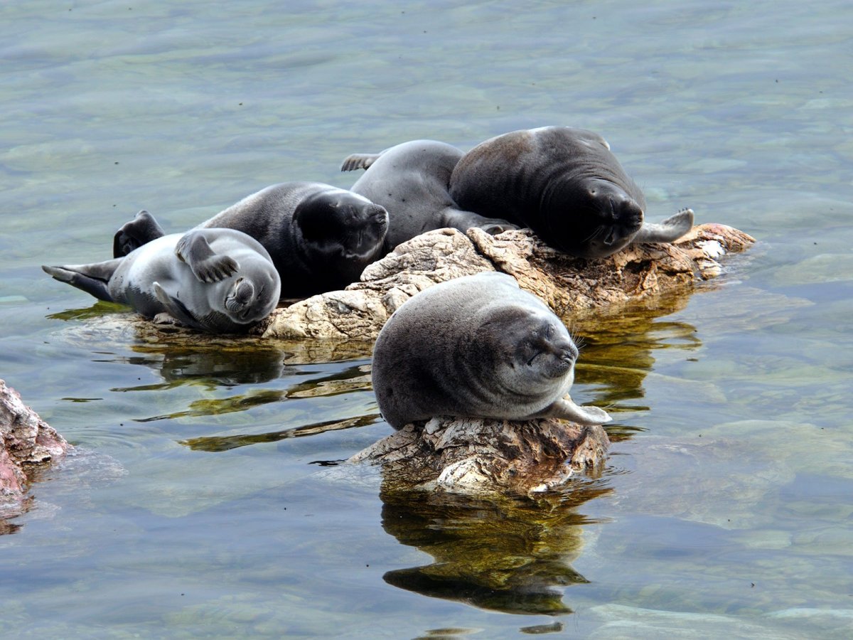 Байкало-Ленский заповедник Байкальская НЕПРА