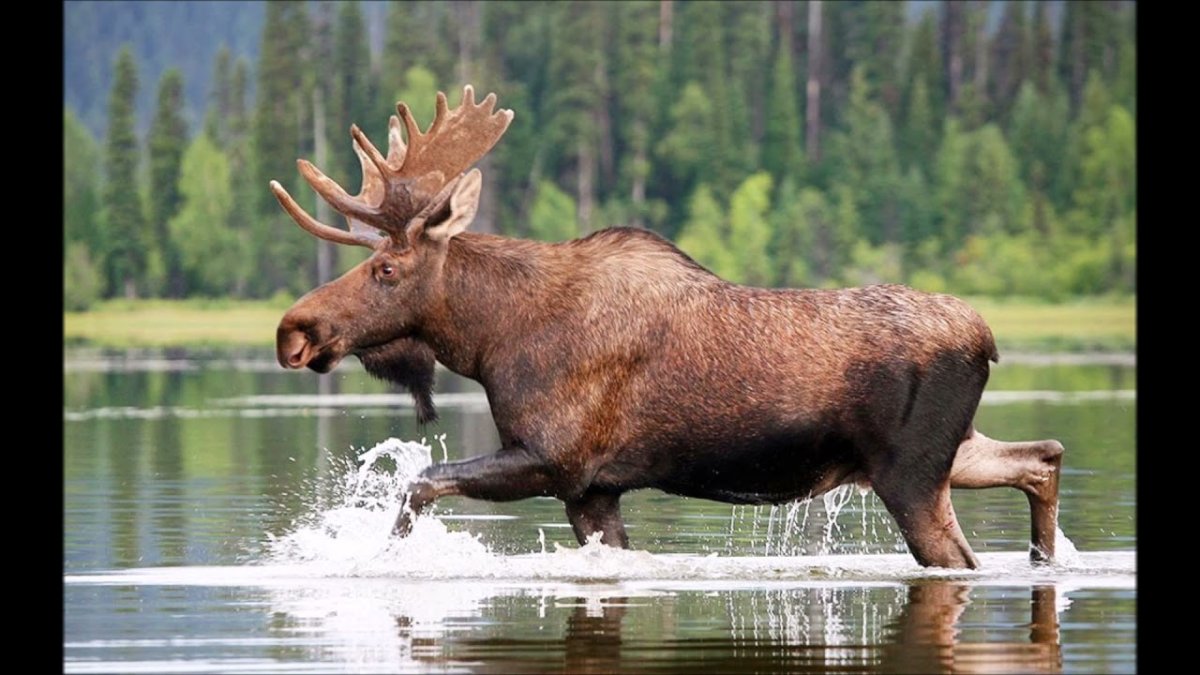 Ильменский заповедник Лось