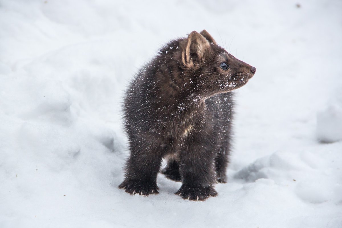 Байкальский заповедник Соболь
