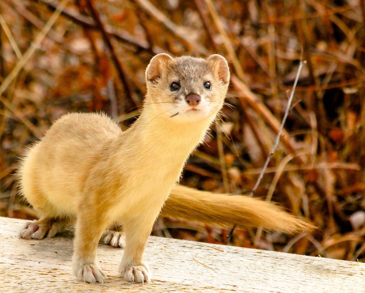 Солонгой Дальневосточная популяция