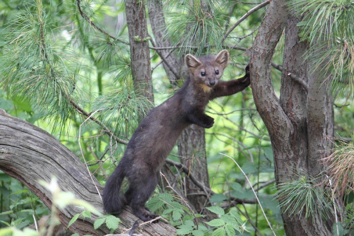 Байкальский заповедник животные Соболь