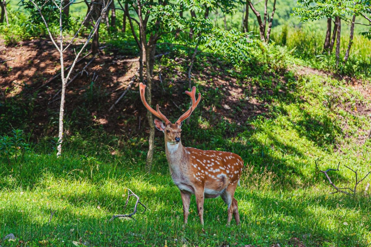 Олений парк земля леопарда