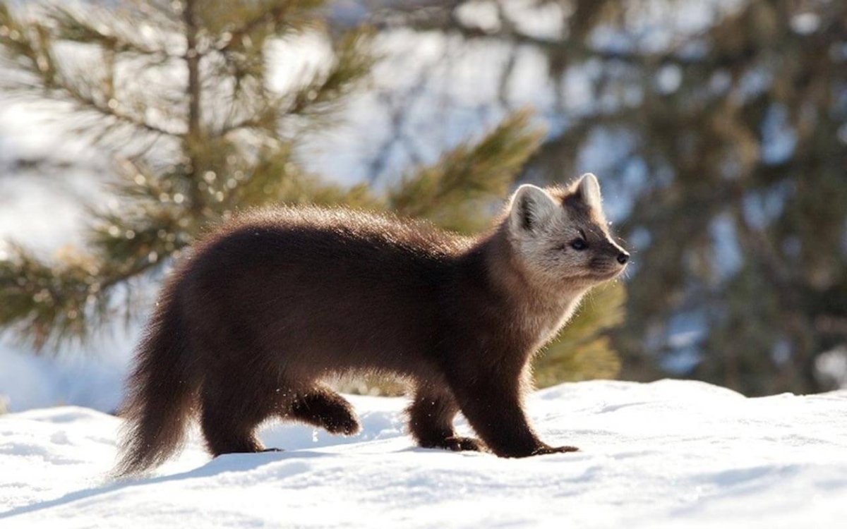 Кузнецкий Алатау Соболь