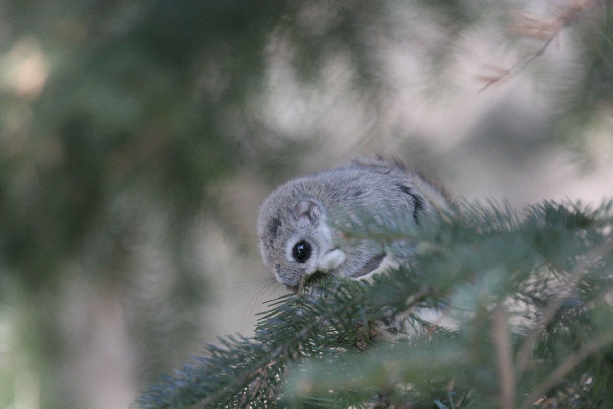 Баргузинский заповедник белка летяга