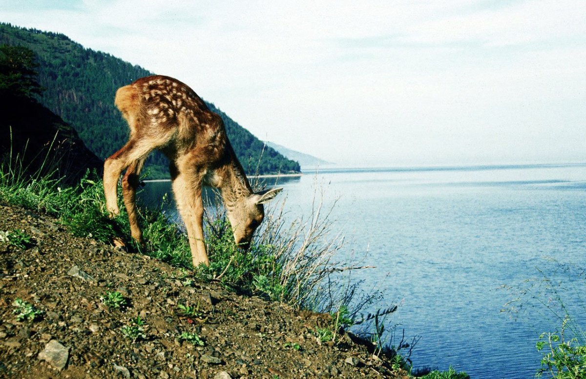 Флора и фауна озера Байкал