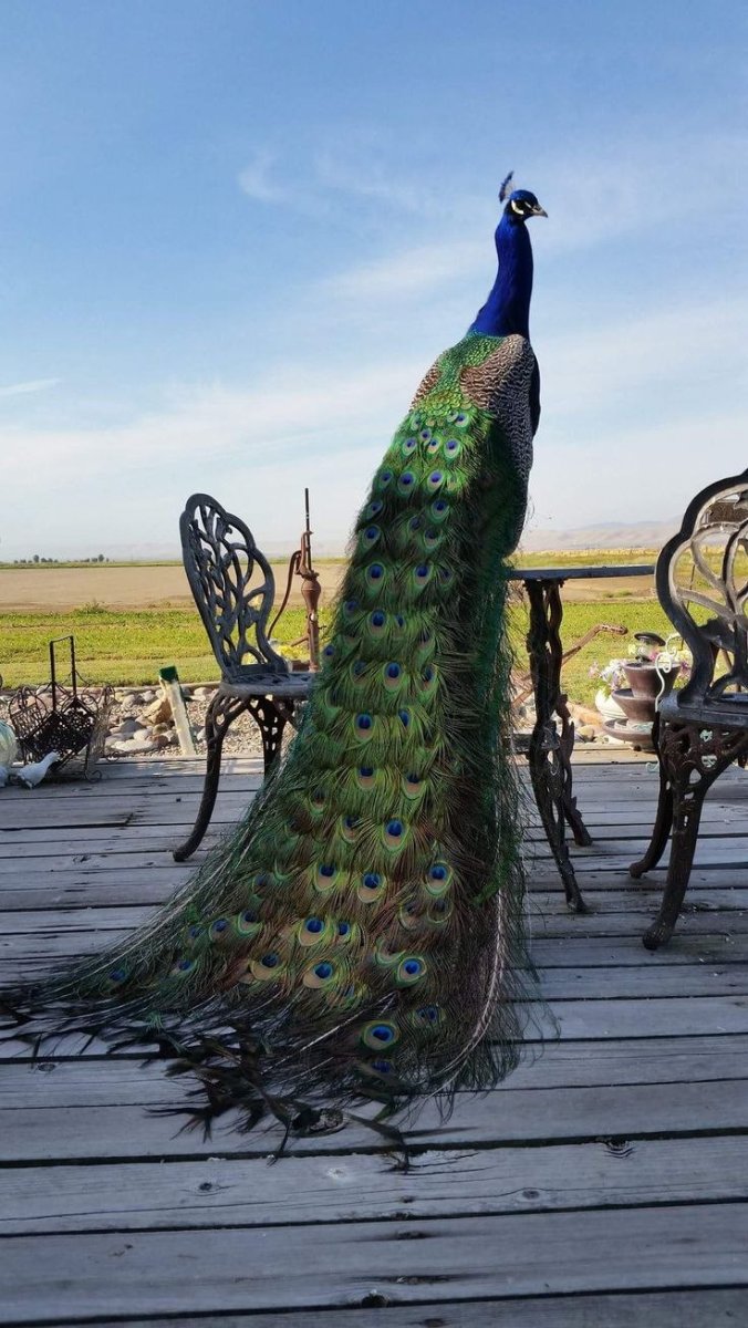 Темный Павлин