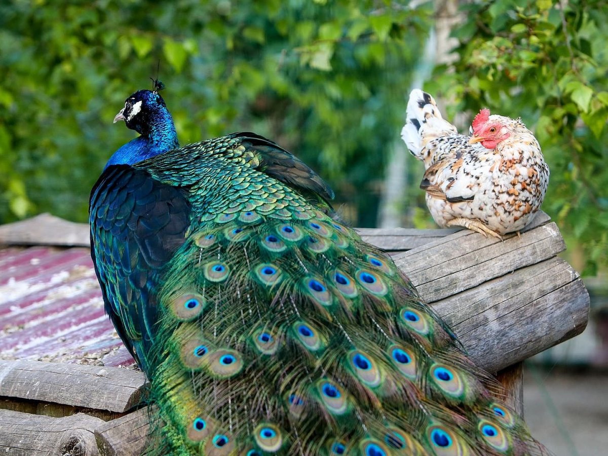 Павлин Арлекин