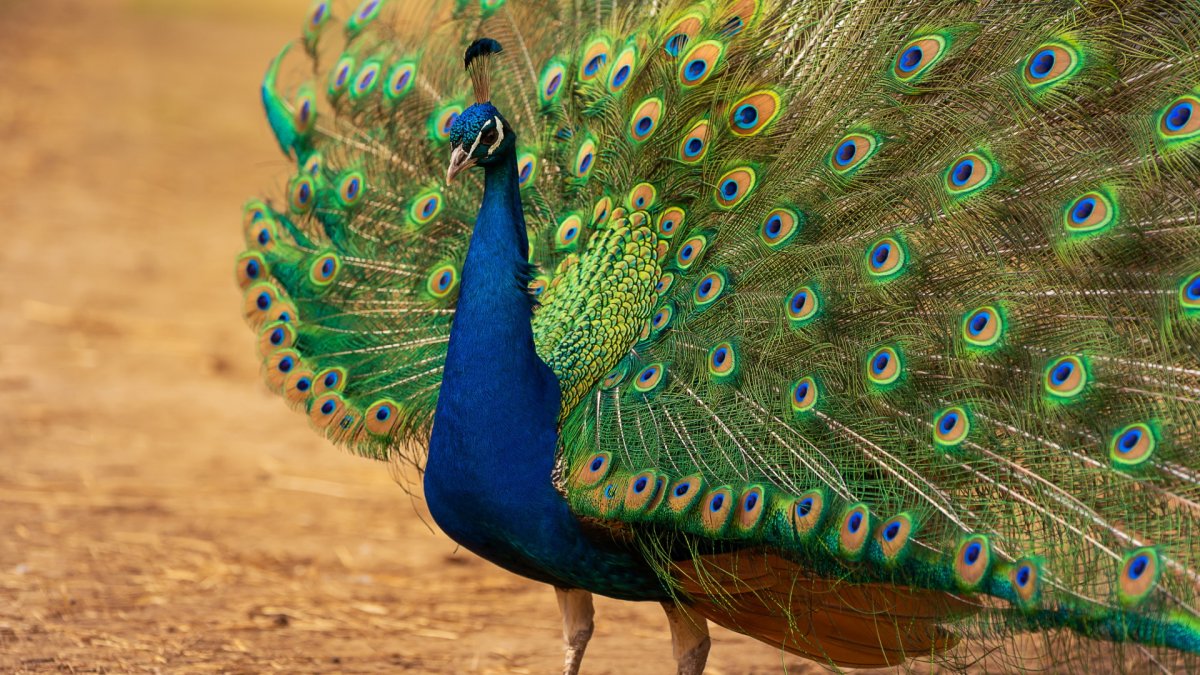 Павлин фото птица