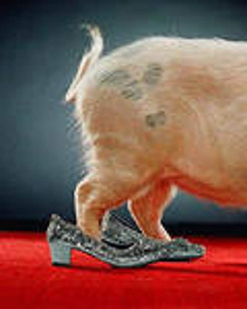 Свинья в туфлях