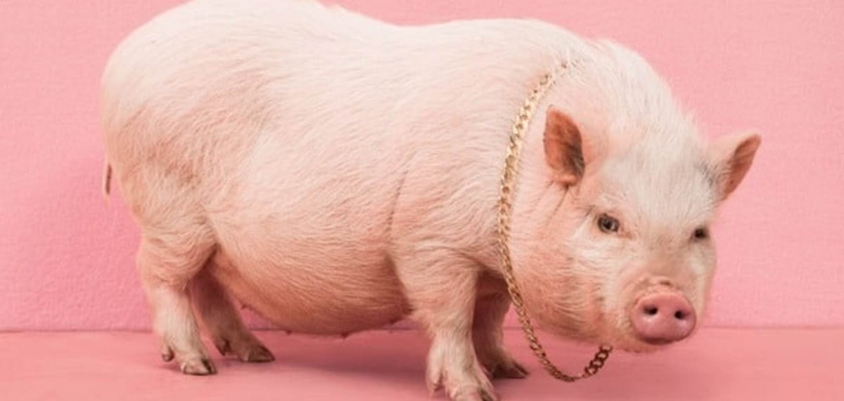 Свинья толстенькая, красивая