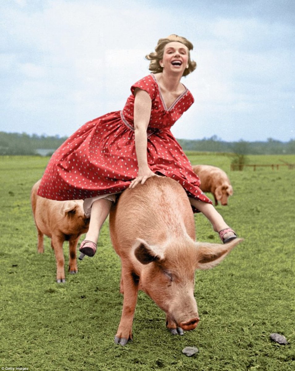 Девушка катается на свинье