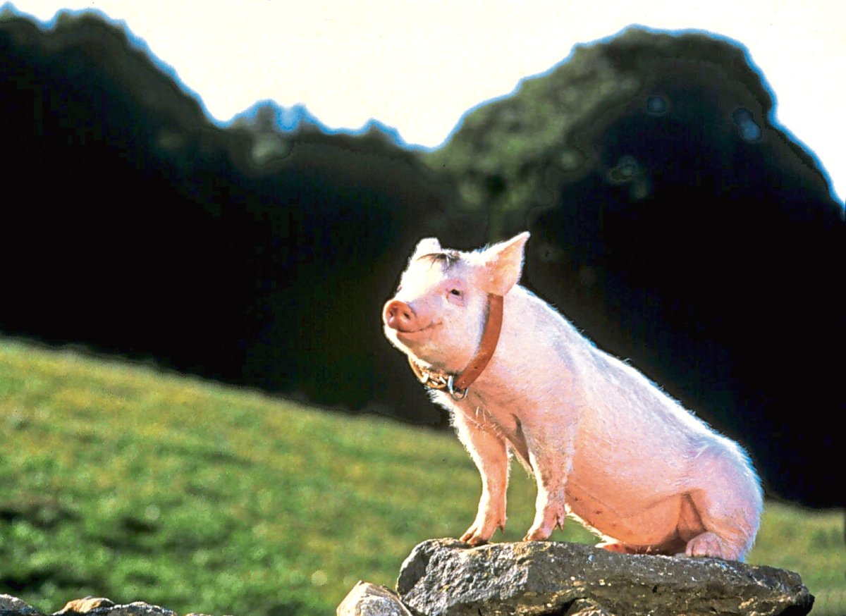 Бэйб поросенок фильм 1995