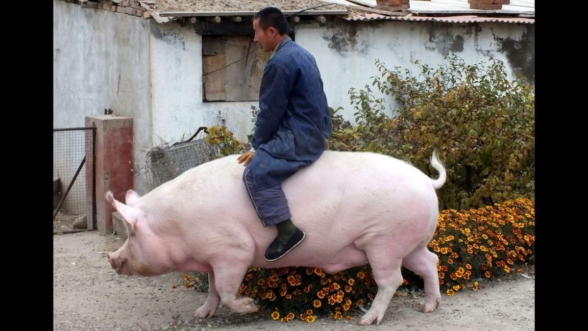 Украинская свиноматка