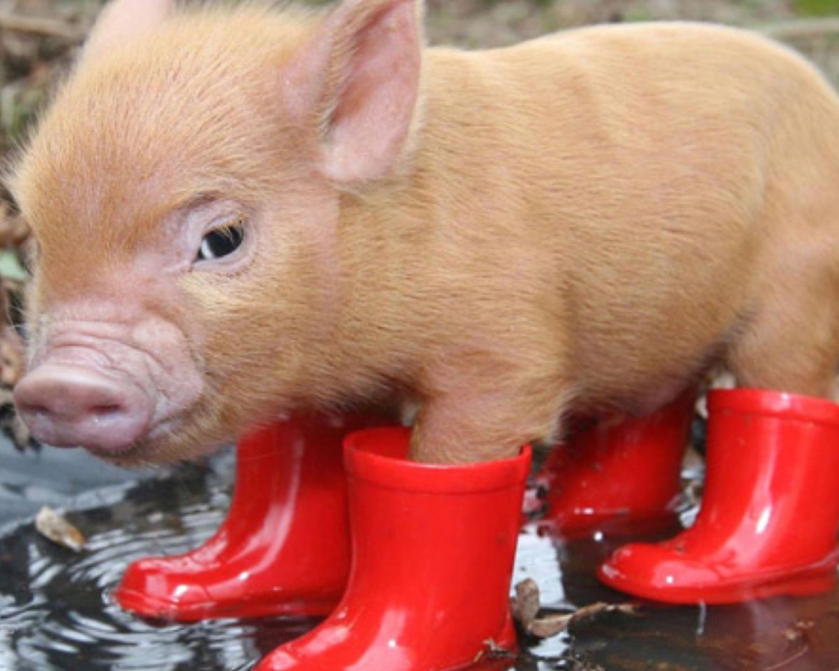 Обои со свинками