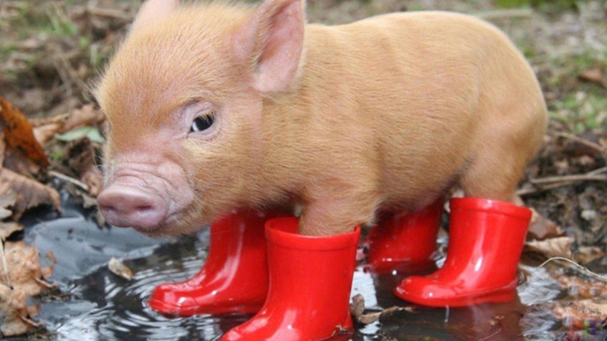 Креативная свинья