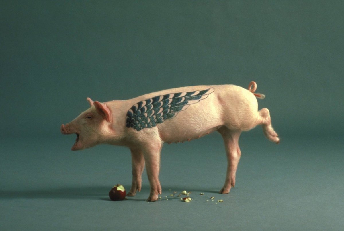 Минипиг хряк