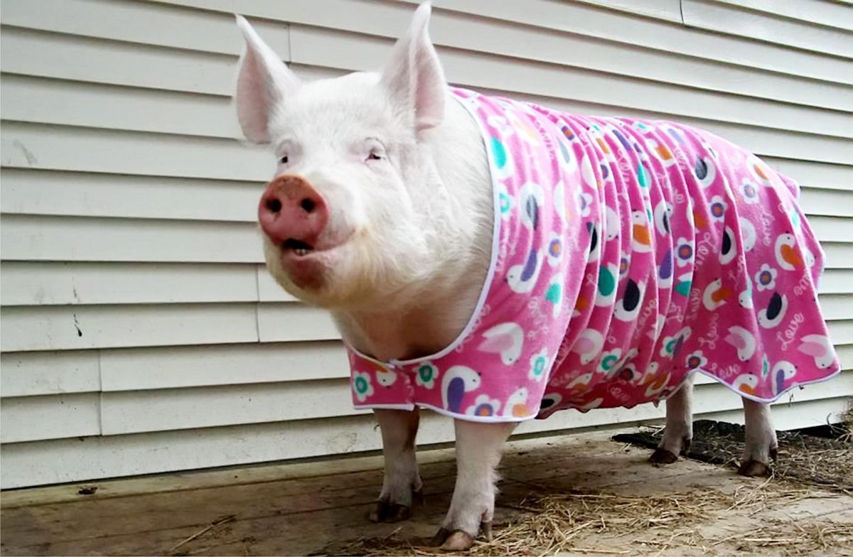 Поросенок в одежде