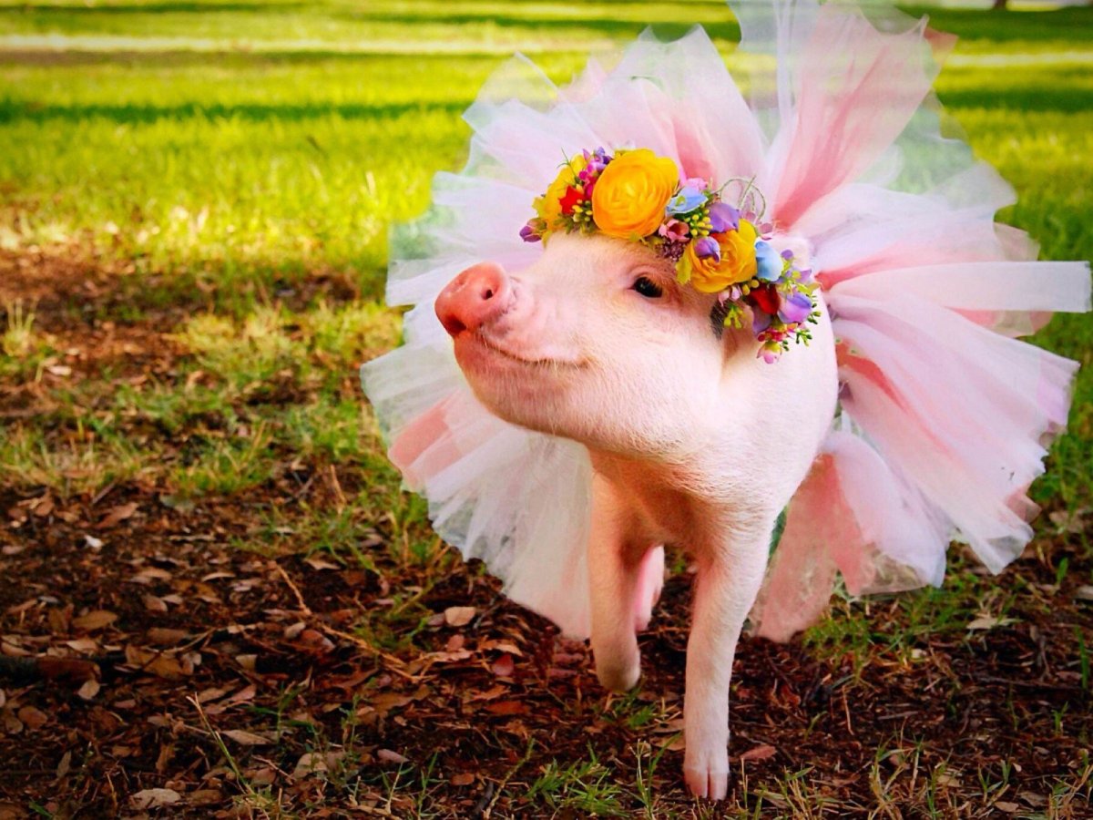 Свинья в платье