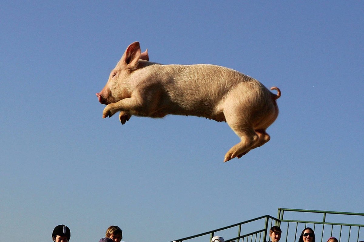 Свинья прыгает