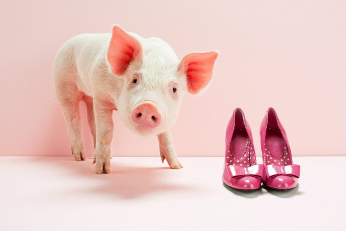 Свинья гороскоп