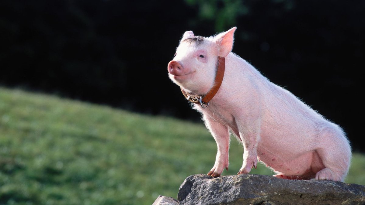 Бейб четвертый малыш