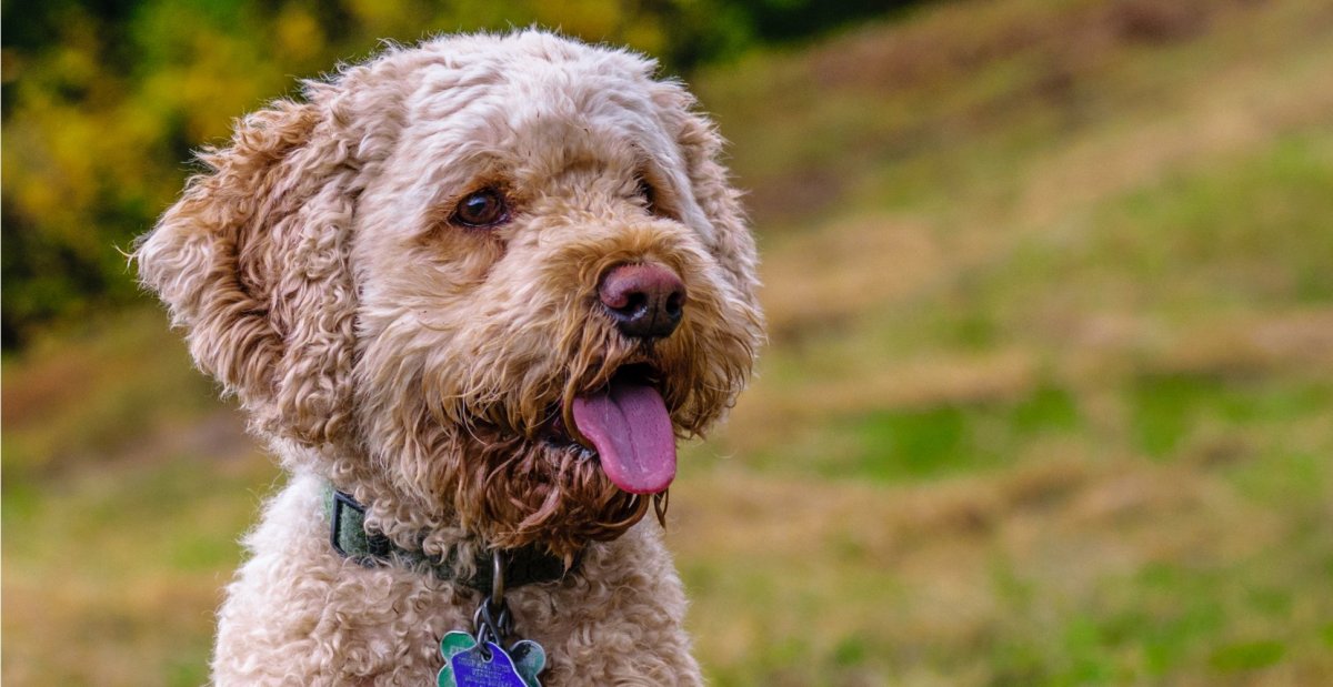 Щенок породы кокапу