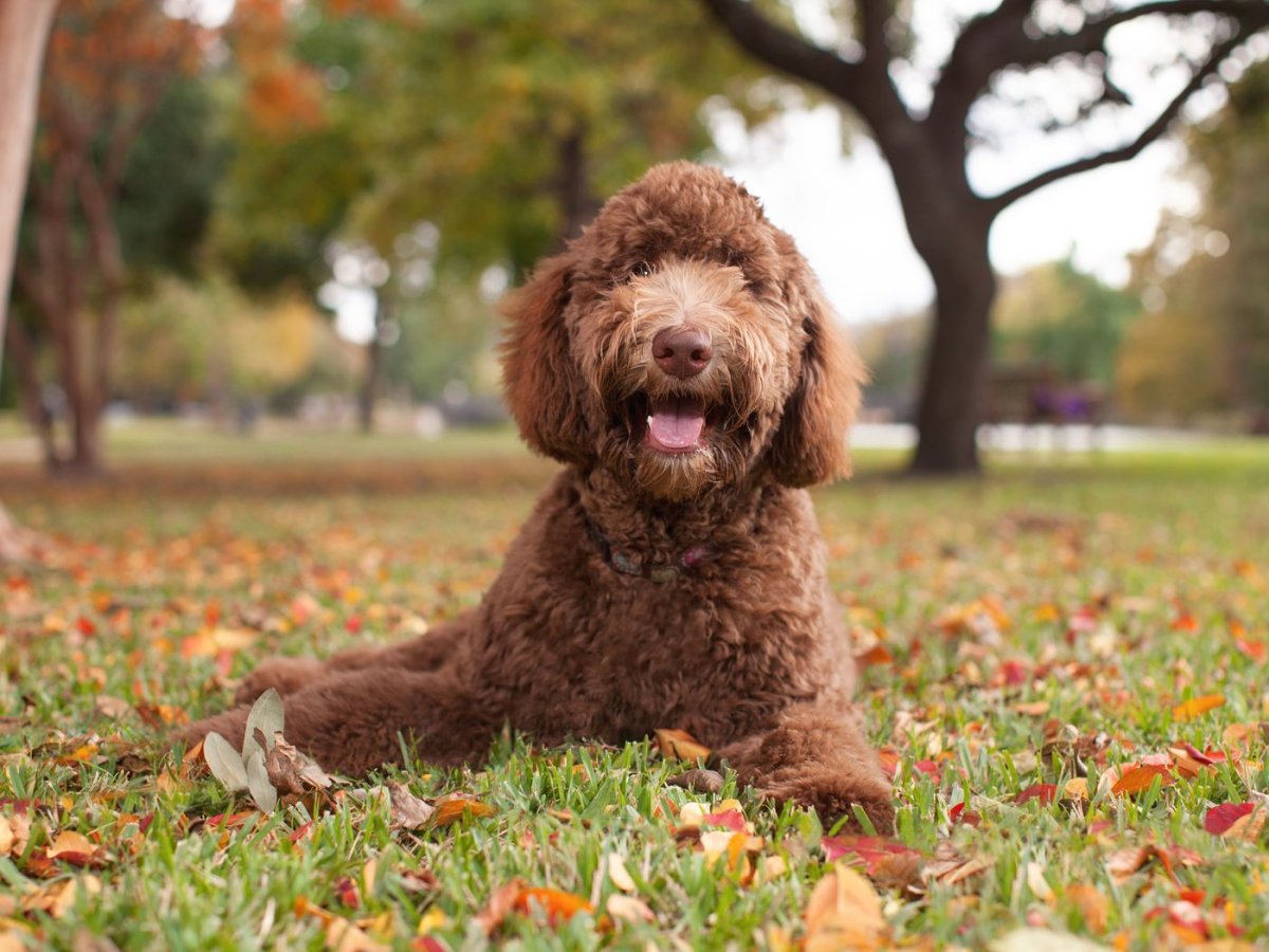 Лабрадудль ретривер