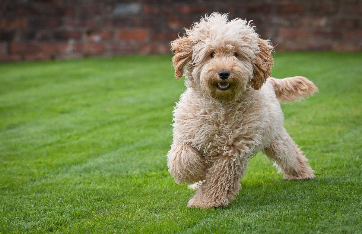 Кокапу порода