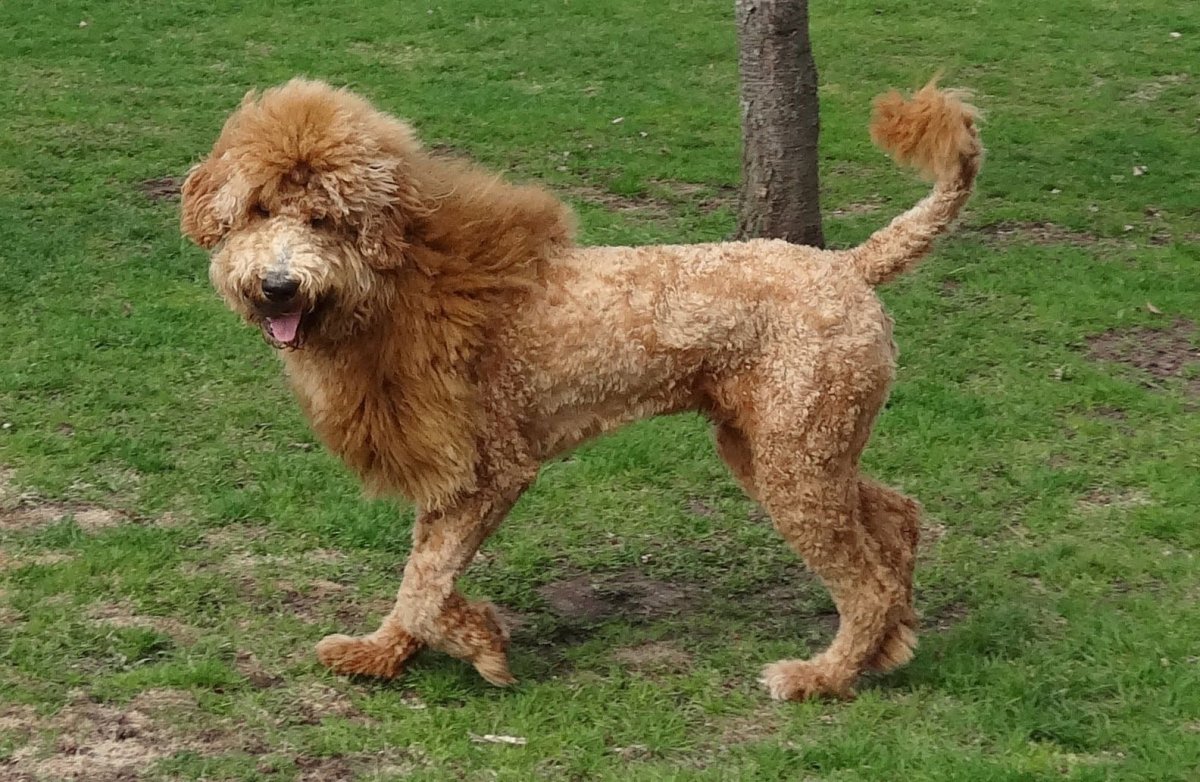 Стрижка пудель Лабродудель