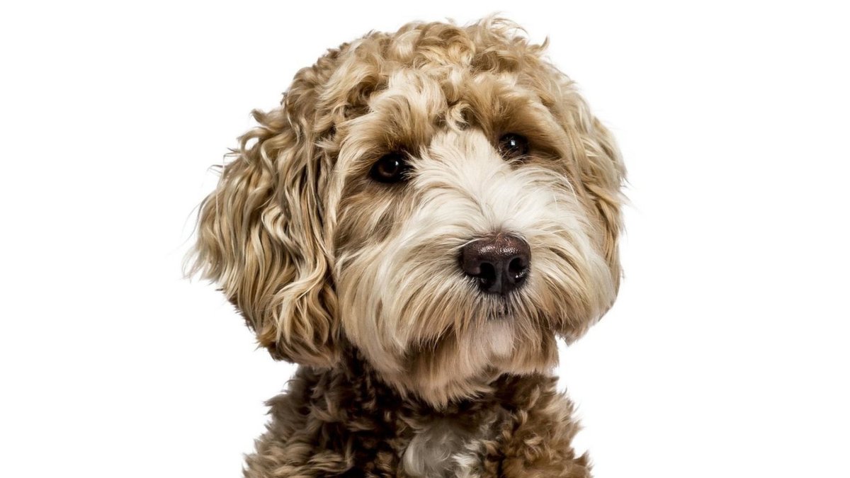 Кудрявые собаки породы лабрадудль