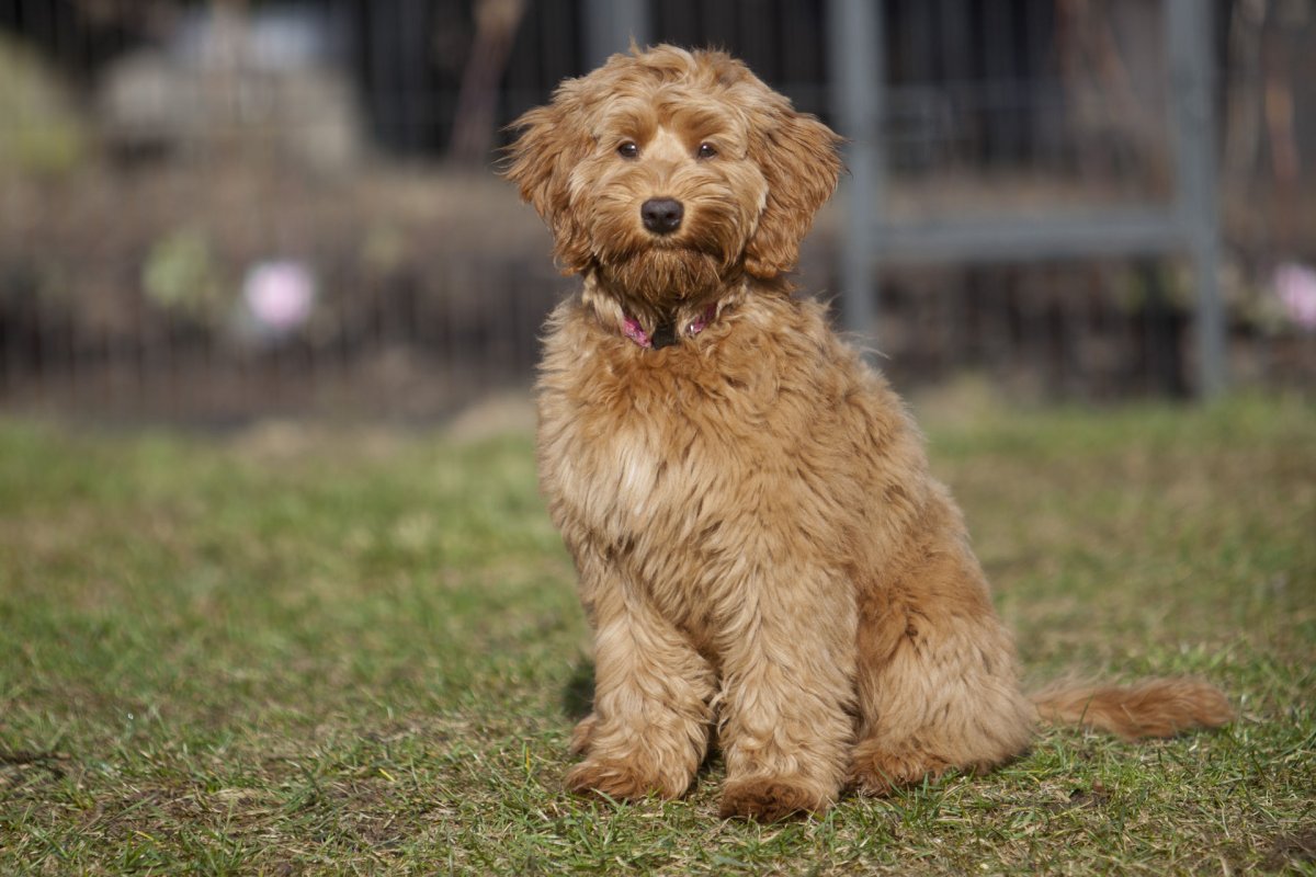 Шотландский лабрадудель