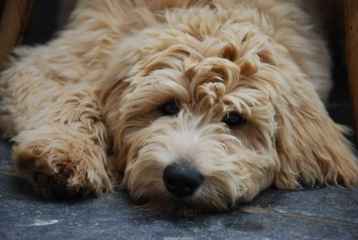 Фанни лабрадудель