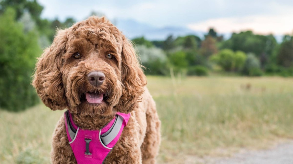 Кудрявые собаки породы лабрадудль