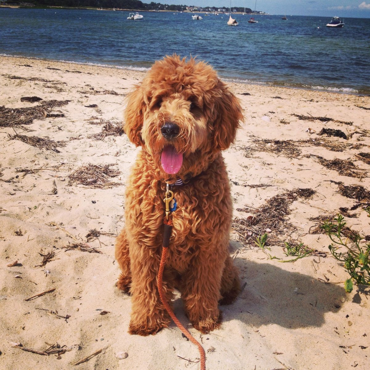 Фанни лабрадудель